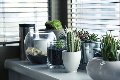 Pflanzen Verschiedene Pflanzen in Töpfen auf einem Schrank
