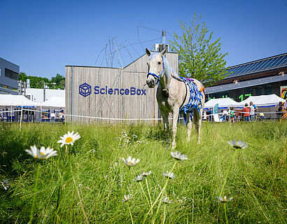 Weißes Pferd steht auf einer grünen Wiese vor der ScienceBox auf dem Campus der TH Wildau.